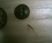 buttons005.webp