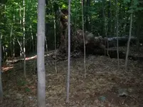 fallentree.webp