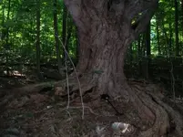 treeanddetector.webp