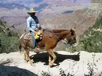 Mule.webp