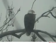 eagle09004.webp
