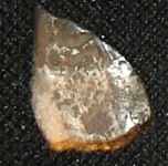 cob2.webp