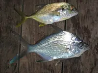 FISH PIER.webp