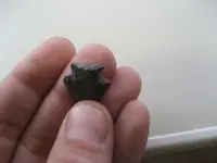 NC birdie 3.webp