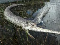 gator.webp