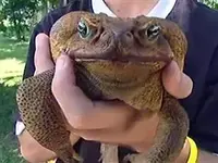 bufo toad.webp