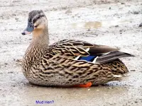 mud hen.webp