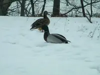 Dang, it\'s cold out here.webp