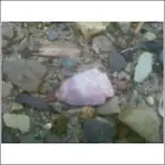 h.webp