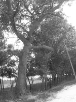 tree.webp