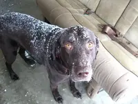 Snowy Max.webp