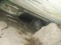 ghost.webp