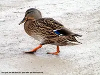 left foot.webp