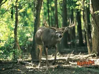 DEER22_1024.webp