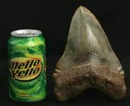 WR Meg Tooth.webp