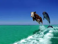 cow-dolphin.webp