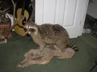 Raccoon.webp