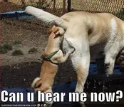 dog sniff.webp