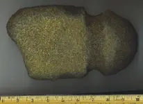 Lake Shafer clovis site axe.webp