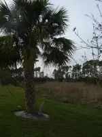 BACK YARD 1.webp