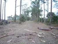 BACK YARD 3.webp