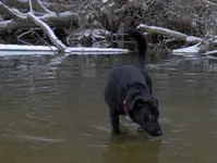 Dog_Water.webp Dog_Water.webp