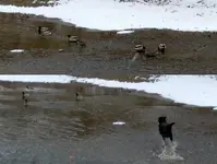 Dog_Ducks.webp Dog_Ducks.webp