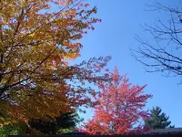 fall1.webp