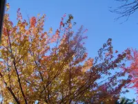 fall2.webp