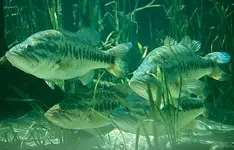 bass.webp