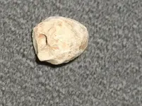 Feb 18 2009 Carved Bullet.webp