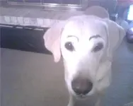 eyebrows.webp