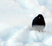 snow bird (blackeyed junco).jpg