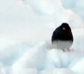 snow bird (blackeyed junco).webp