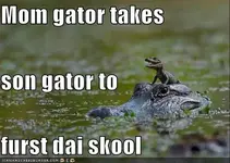 momgatortakes128545000601228750.webp