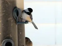 black capped chickadee.webp
