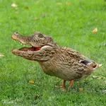 duckgator.webp