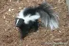 skunk.webp
