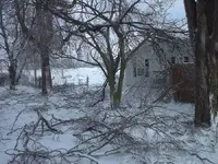branches down.webp