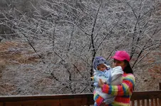 cherrytree.webp