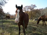 blue-eye horse 1-11-2009 2-12-15 PM 3264x2448.webp