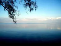 Gulf beauty.webp