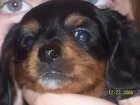 puppy 2.webp