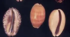 Seashells.webp Seashells.webp