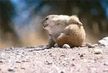 groundhog_scratching_butt.webp