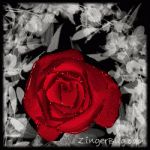 red_glitter_rose_on_black_and_white.gif