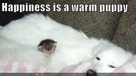 ATT00025.webp