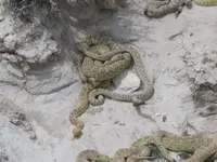 For David Larson Rattlesnakes at Riverton suburb of Salt Lak.webp