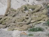For David Larson Rattlesnakes at Riverton, UT 1.webp