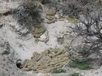 For David Larson Riverton near Lehi and SLC spring rattlesnakes.webp